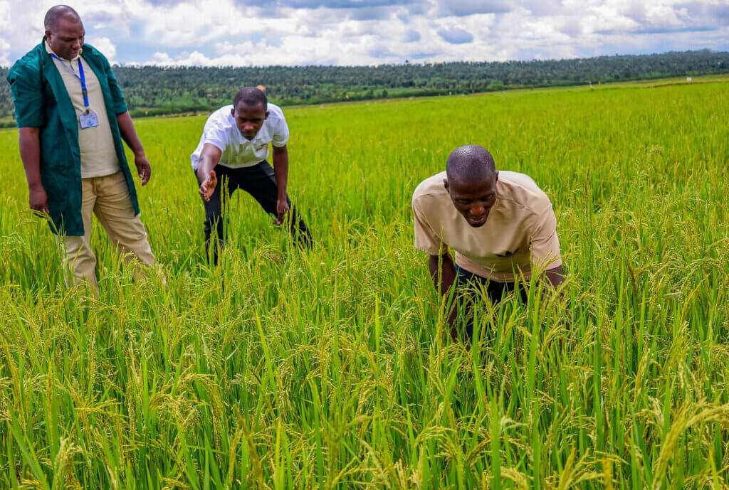 A smallholder farming cooperative turns a season of loss into growth  