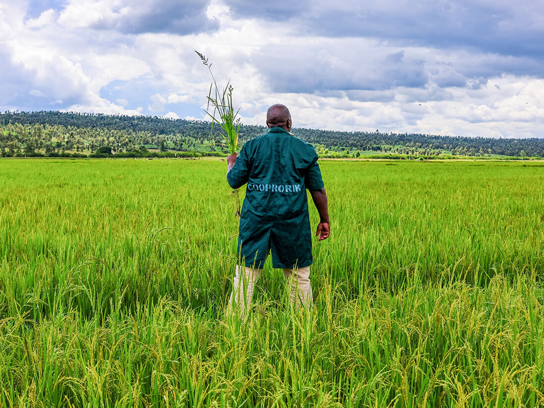 A person stands in the middle of a lush rice field holding a bundle of healthy rice plants while surveying the surrounding crop. The image highlights agricultural production and field-based monitoring, reflecting efforts to strengthen sustainable farming practices, improve crop yields, and support food security for farming communities.