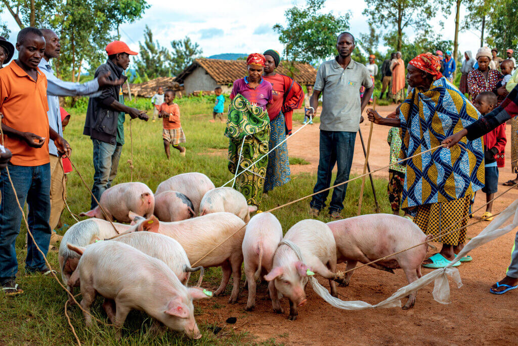 Community members gather around a group of pigs on a rural path, holding ropes as part of a livestock distribution.